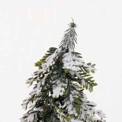 Christmas tree Thara Fir 