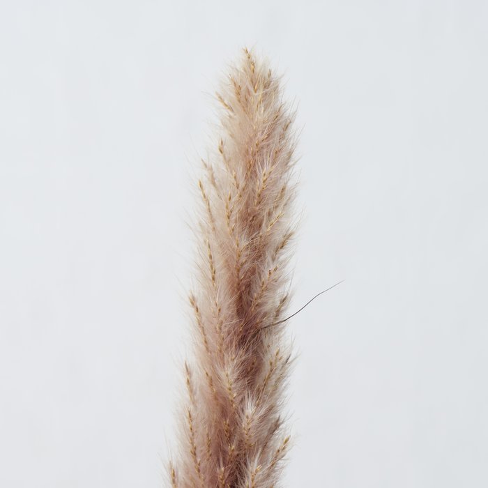 Decorative branch Pampas grass 6 pcs. 