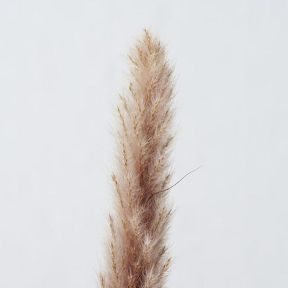 Decorative branch Pampas grass 6 pcs. 